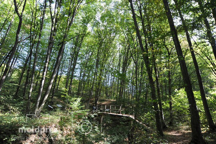 Открывай Молдову с #МОЛДПРЕС: Природный заповедник, где растет уникальный в Молдове буковый лес