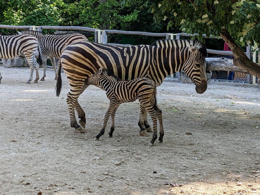 Reguli noi pentru grădinile zoologice: autorizare obligatorie, controale periodice și programe educaționale