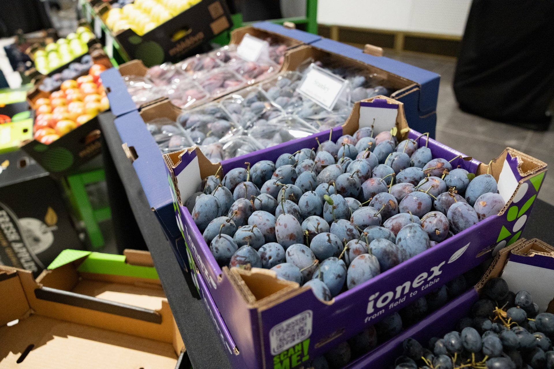 Piața din Elveţia, o nouă destinație pentru fructele de calitate ale Moldovei: prune, caise și cireșe moldovenești, testate cu succes în retailul elvețian