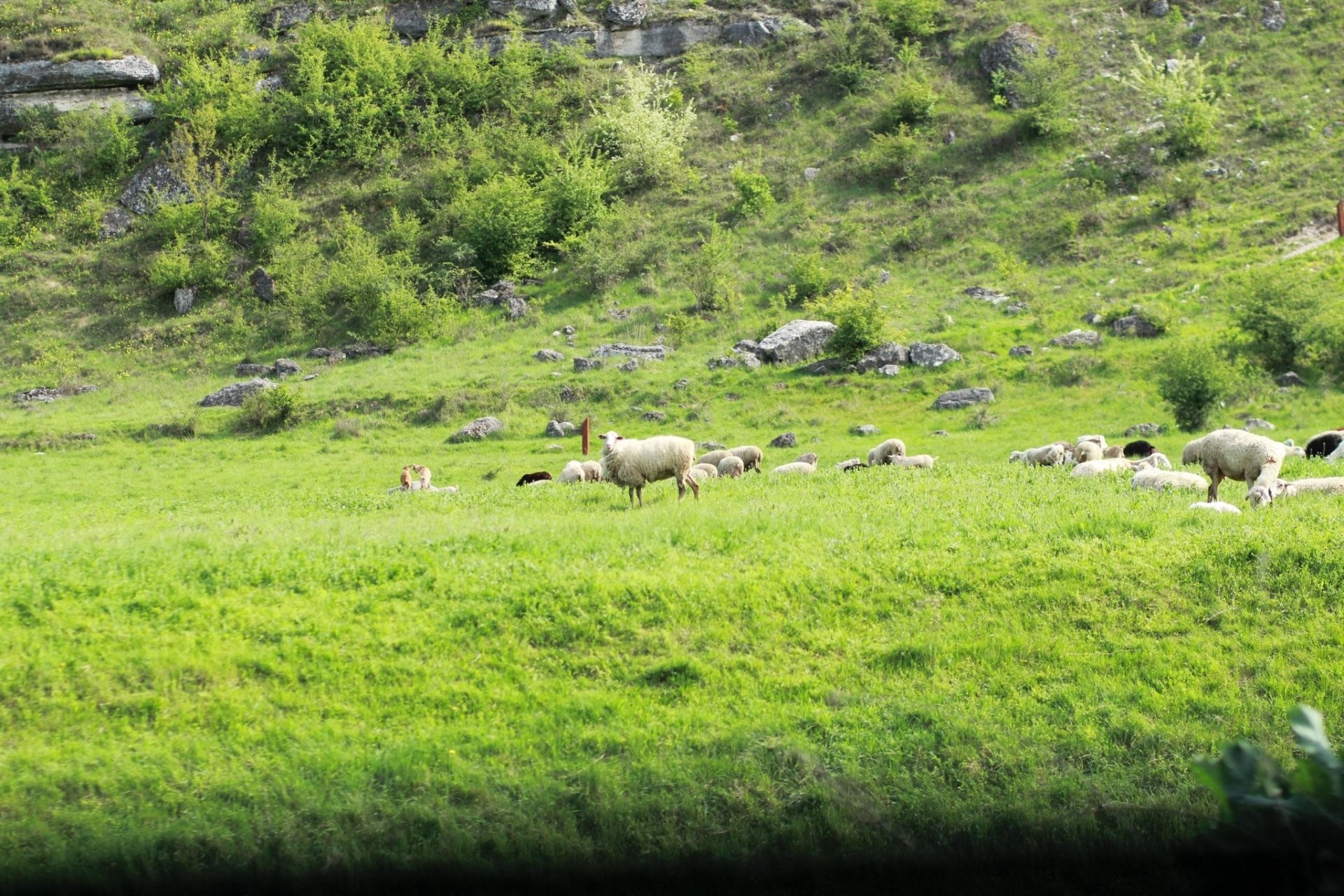 Serviciul Hidrometeorologic de Stat va fi reorganizat, iar o nouă Instituție Publică Arii Naturale Protejate de Stat va fi creată