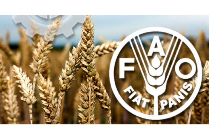 Food and agriculture organization fao. Всемирная организация продовольствия (ФАО). Продовольственная и сельскохозяйственная организация ФАО. ФАО ООН. ФАО Международная организация.