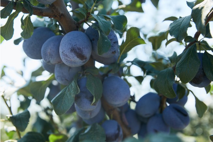 Moldovan economy minister says most plums imported