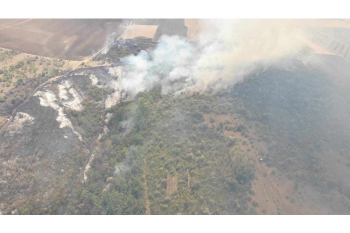 Министерство окружающей среды // Лесной пожар в мун. Кахул: «На восстановление необходимо семь лет и  более 600 тысяч леев» 