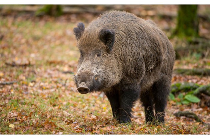 One case of African swine fever virus detected in Moldova 